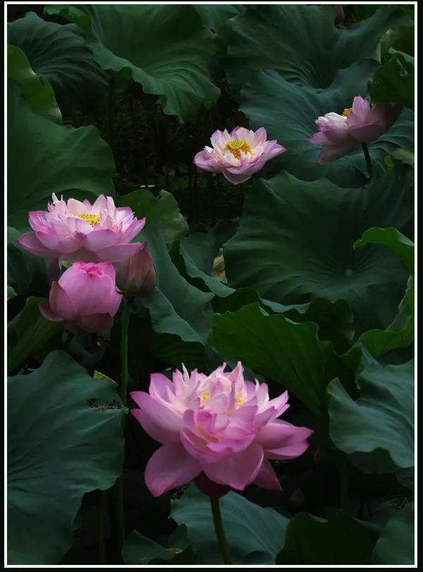 佛系最唯美的荷花图片,清新淡雅的荷花图片大全