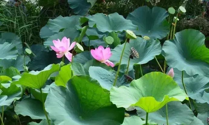 全国十大最佳赏荷好去处,沈阳赏荷花攻略