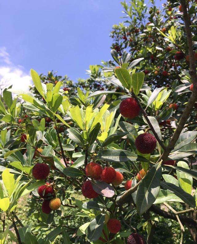 喜欢吃杨梅的朋友看过来!湖州摘杨梅攻略请查收