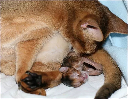 记录猫咪生产全过程,猫咪生产时的全过程