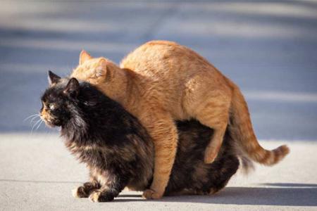 母猫咪发情要剃毛吗,猫咪发情时怎么剃毛