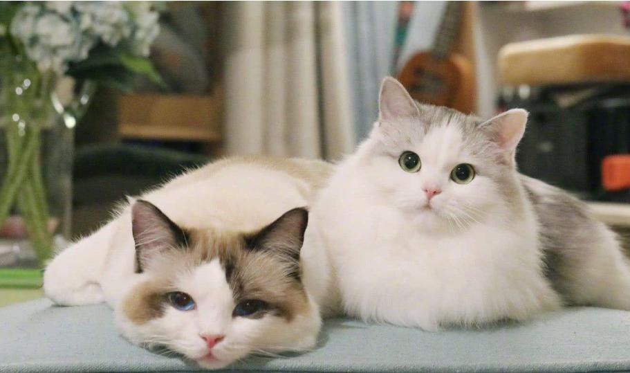 领养小猫咪时送什么礼物,领养刚出世的猫咪怎么喂养