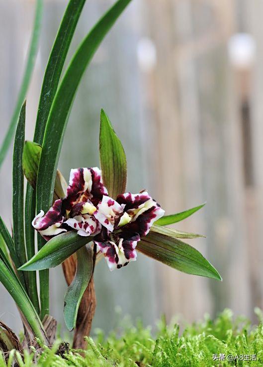 中国兰花名品录,春兰兰花名品大全