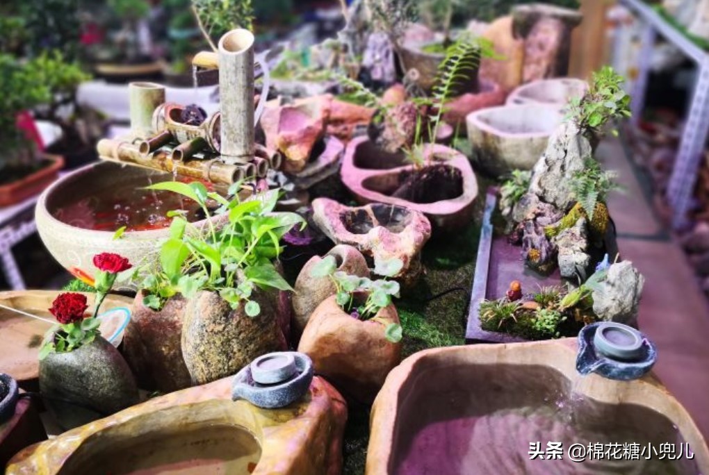 北京盆栽花卉批发市场,北京众兴花卉批发市场