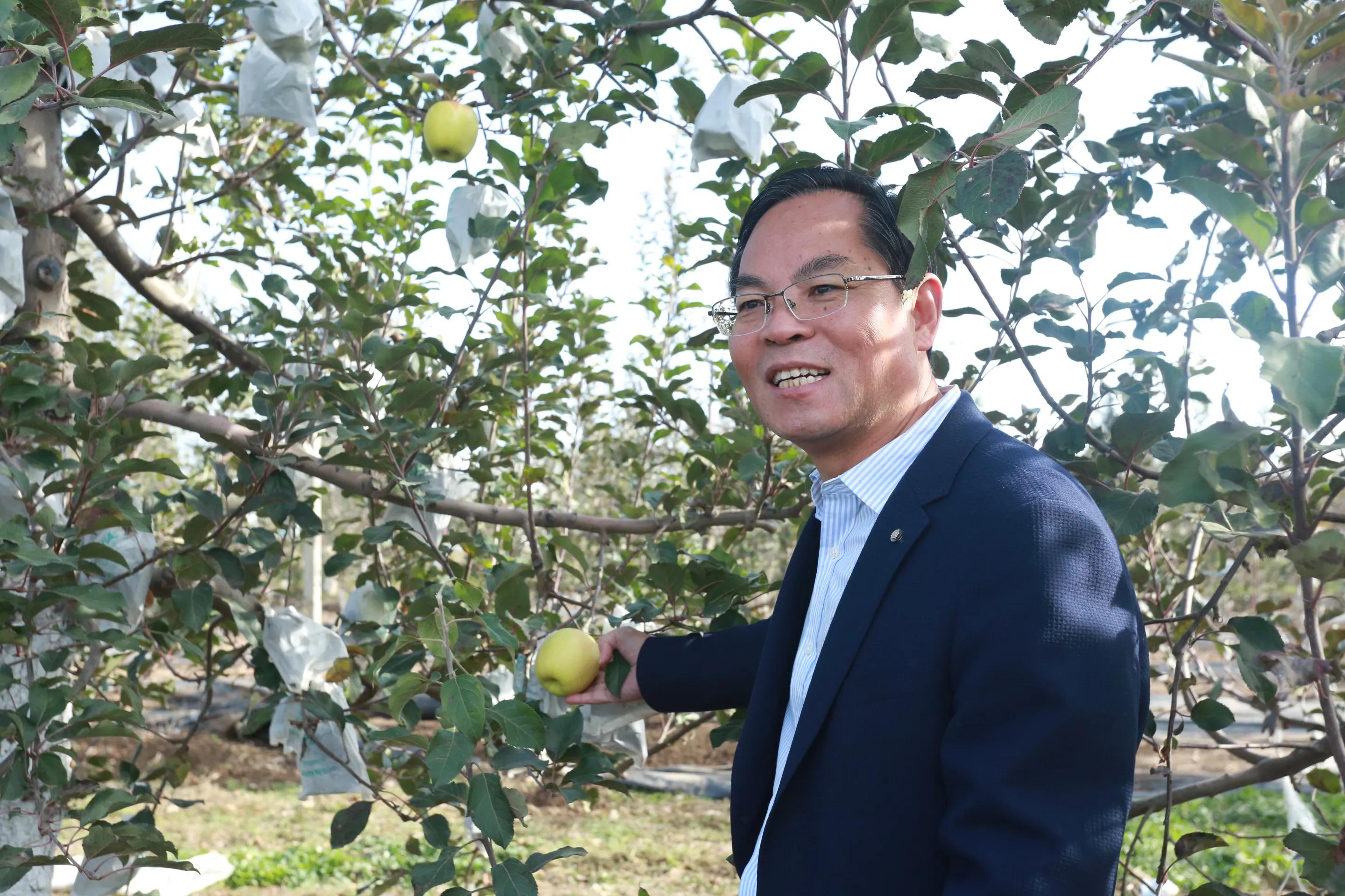 陕西白水苹果种植,陕西白水苹果基地介绍
