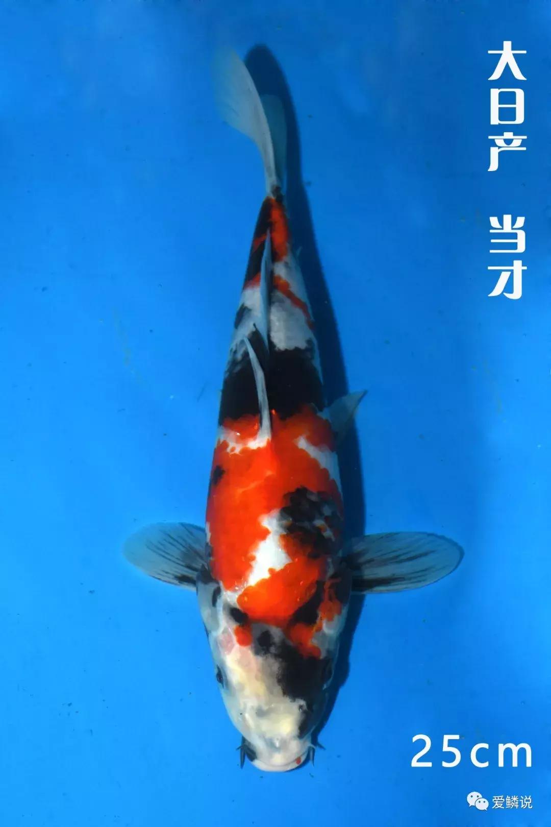 全场八折优惠活动正在火爆进行中,锦鲤网上商城