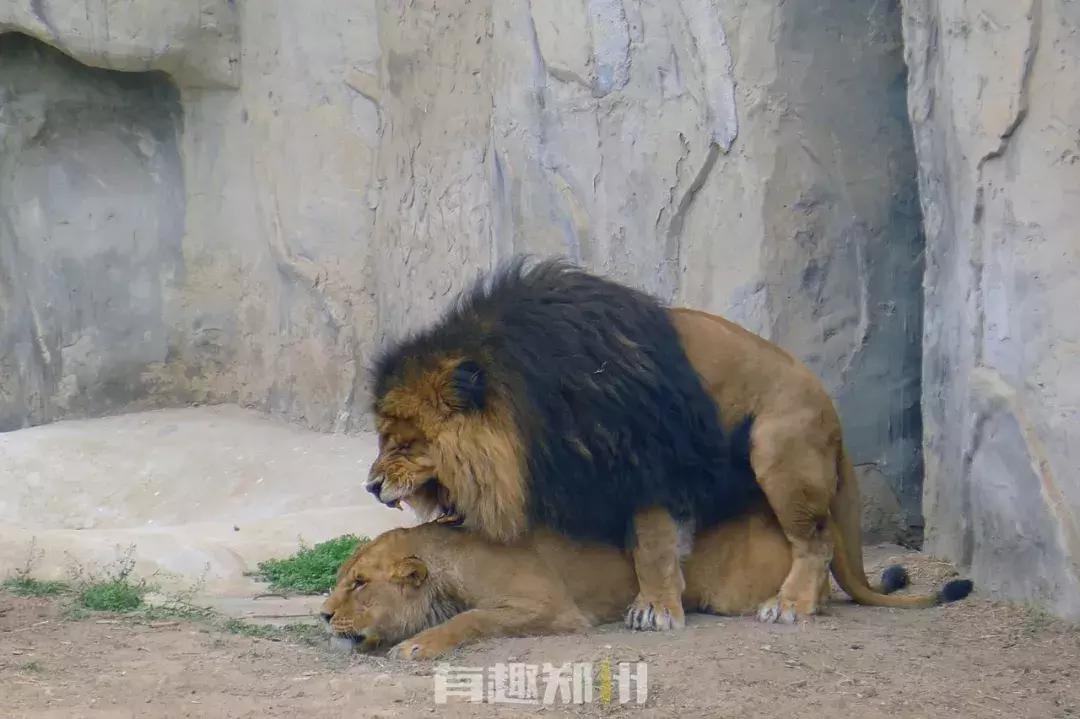 郑州市动物园开放,郑州市动物园什么时候去合适