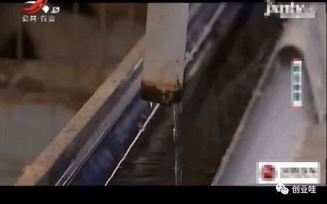 笼养鸭与散养鸭的优缺点,笼养鸭和笼养鸡