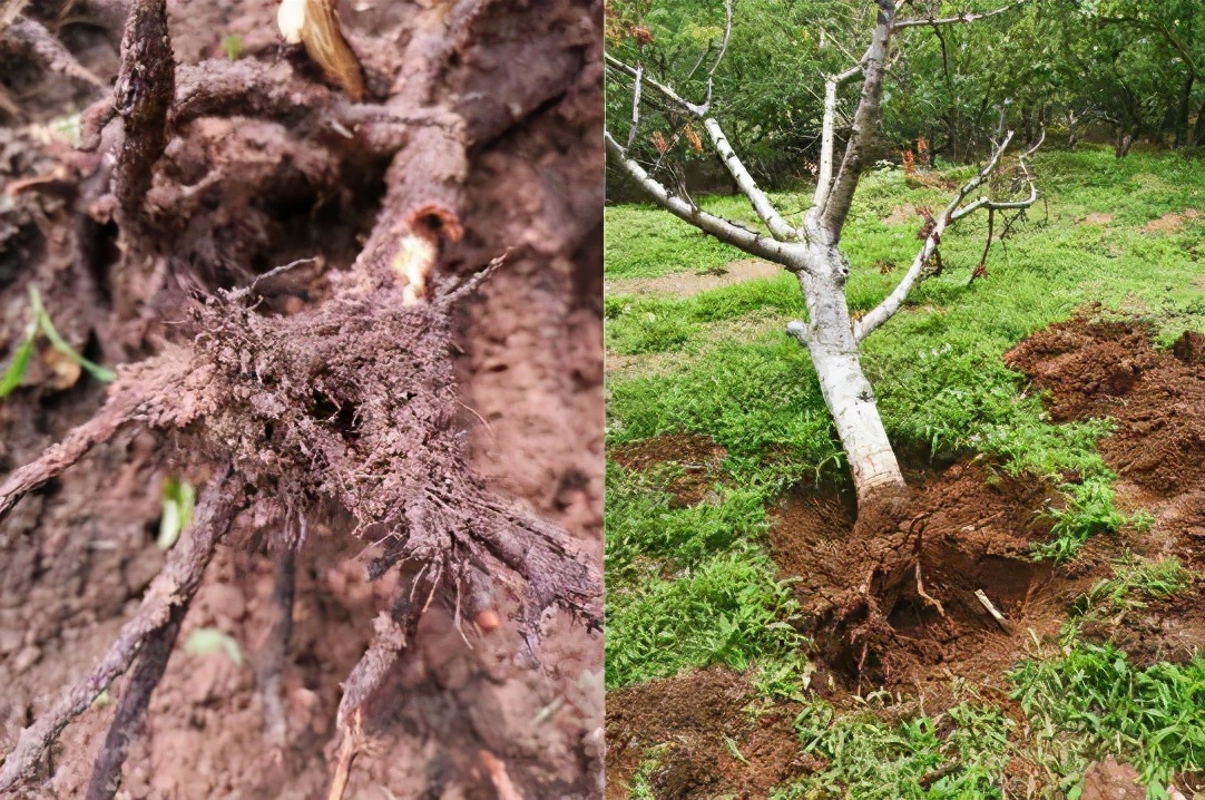 园林植物枝干防治,园林植物的主要叶部病害
