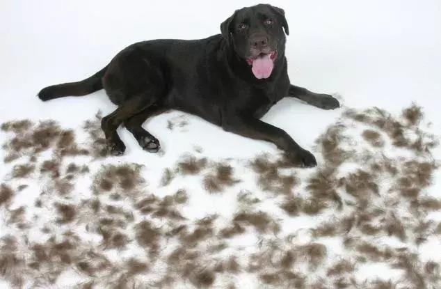 狗狗肉垫护理视频,夏季狗狗冰垫