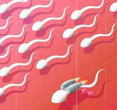 精子与卵子的秘密,精子与卵子的奥秘