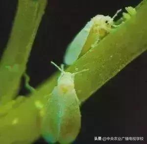 蔬菜地下害虫的最佳防治方法,防治蔬菜害虫用小苏打和白醋怎样