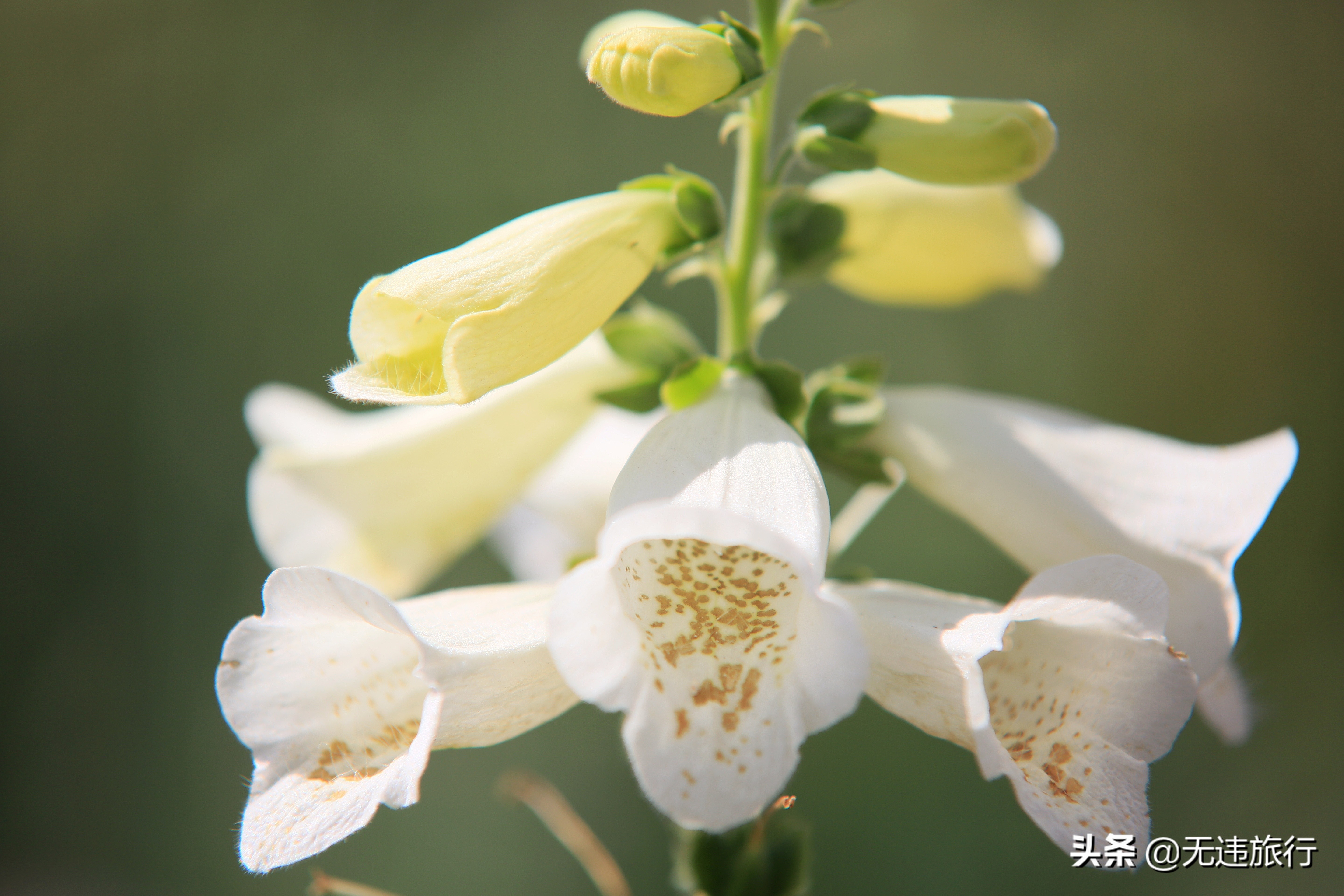大理网红打卡地草场,大理网红打卡地猫米花园