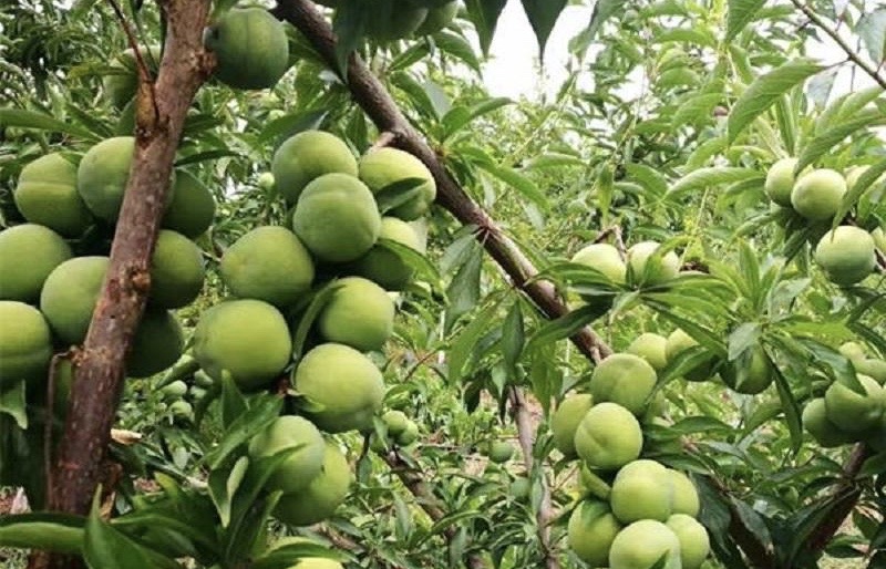 水果与食物的碰撞,水果和咖啡的碰撞
