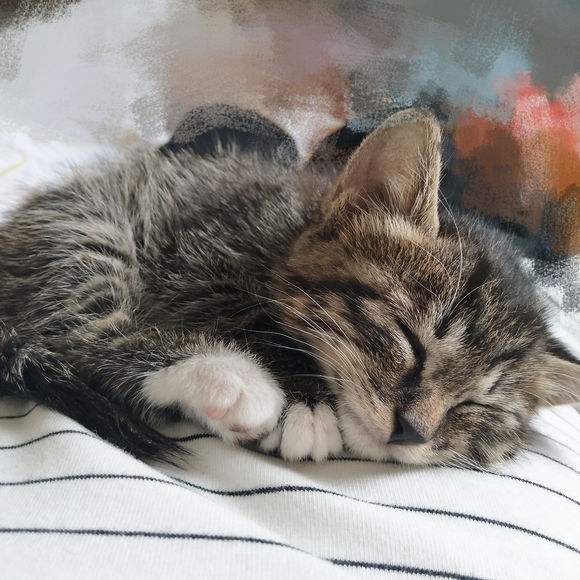 幼猫呕吐白沫是什么原因,幼猫呕吐是什么原因引起