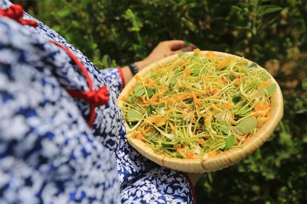 直播“云游”河北古县！连办29年红杏商务节点将巨鹿“四大美景”