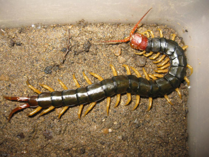 公鸡吃了蜈蚣会怎样动画,电影很多的蜈蚣最后被鸡给吃了