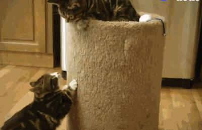 猫兄妹可爱视频,矮脚猫兄妹