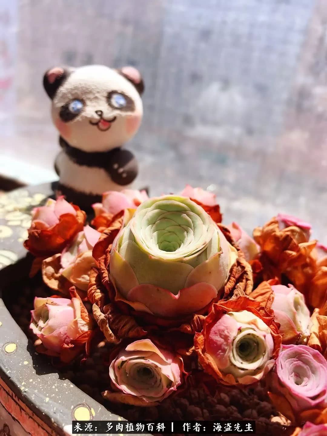 介绍多肉生长特点,多肉植物科普讲解图片视频