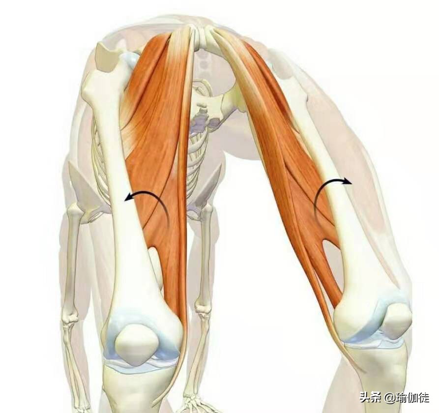 后弯为什么膝盖外扩,后膝盖蜷曲伸直拉伸疼