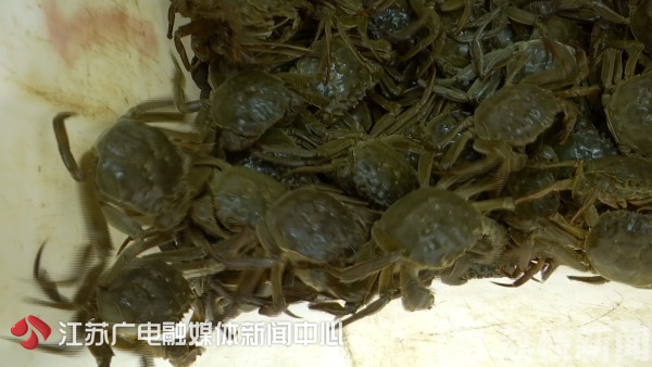 秋季正是吃蟹的季节,金秋时节食蟹正当时