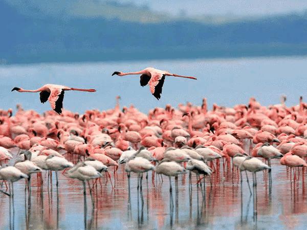 大自然山水花鸟大全,回归自然山水花鸟