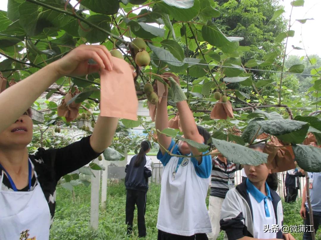 蒲江县复兴小学,蒲江复兴小学合唱