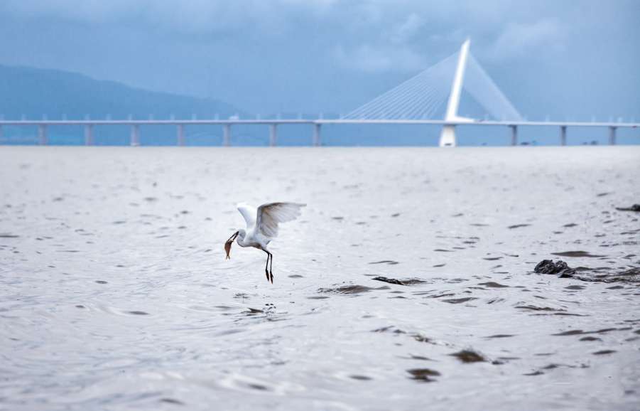 深圳三十年风云变化图,回望深圳四十年图片