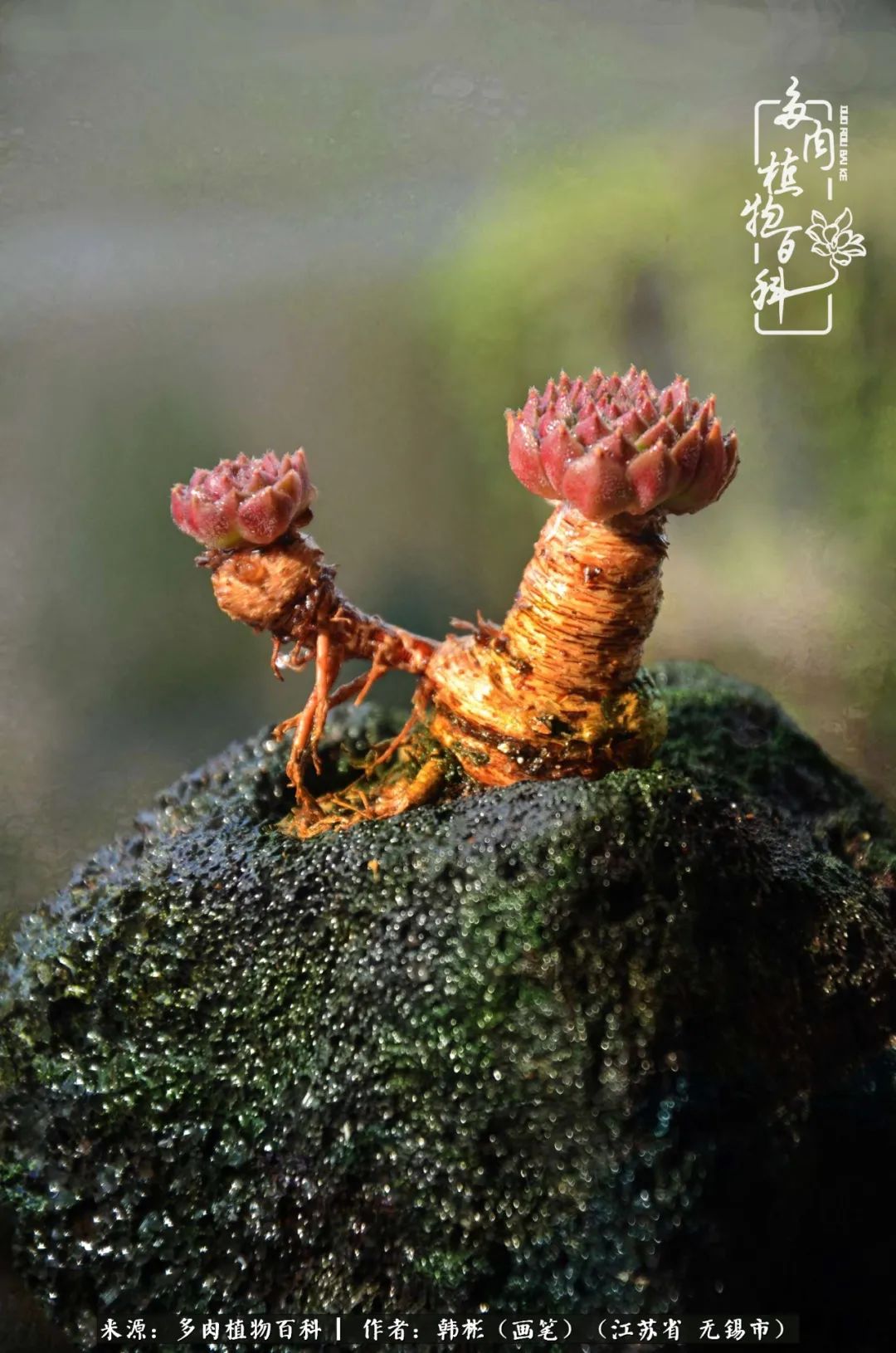 听音乐赏多肉,听音乐赏花赏美景