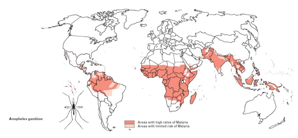 疟疾导致贫血的原因,疟疾会导致白细胞偏高吗