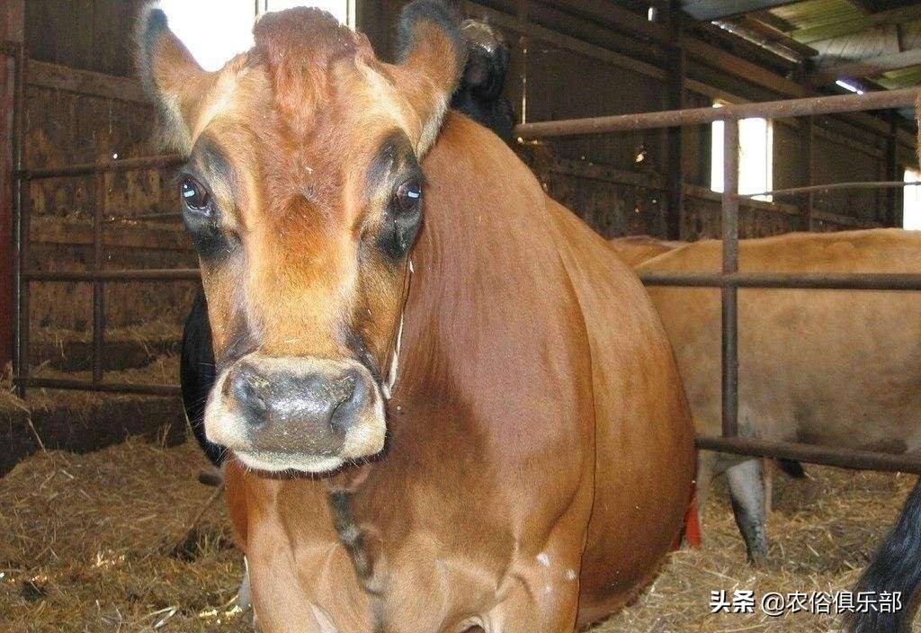 养牛和养羊哪个好养哪个挣钱,养羊和养牛哪个更赚钱前途好