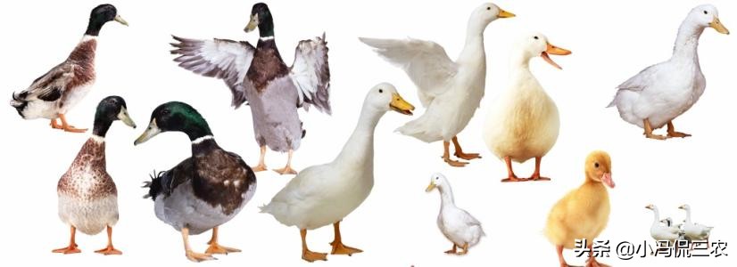 合同鹅养殖被骗了怎么办,养殖鹅合同到底靠不靠谱