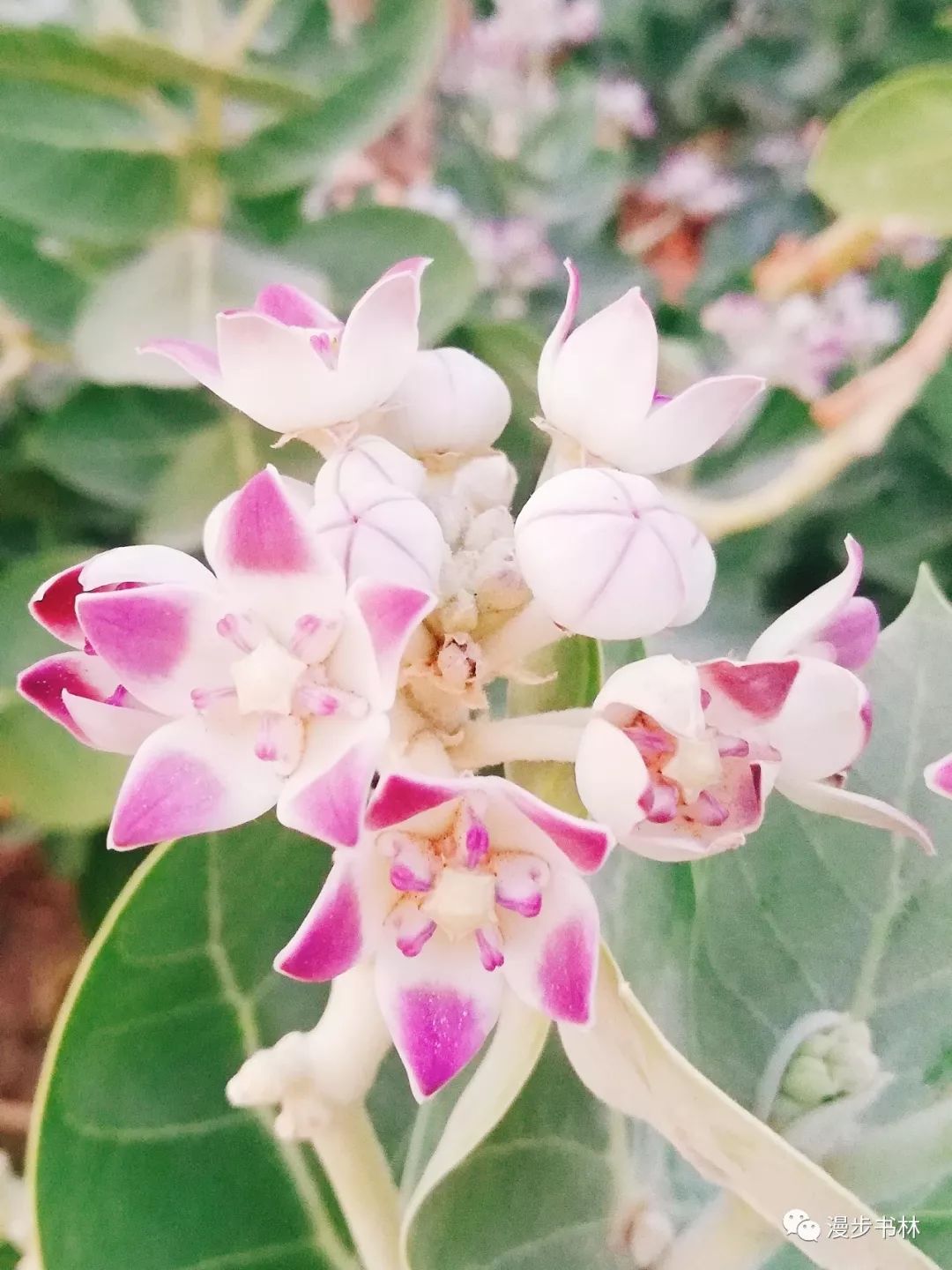 迪拜穷游攻略海边景点,迪拜穷游一天