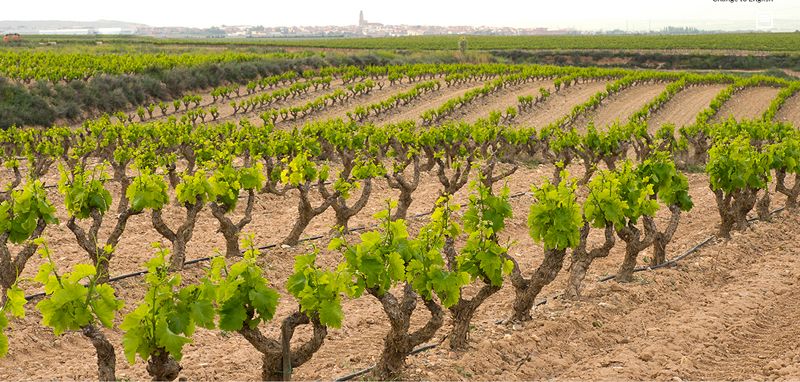 美酒天堂,美酒天堂安丘