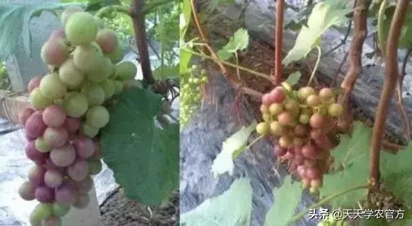葡萄为什么有大小粒,葡萄大小粒的原因及治疗方法
