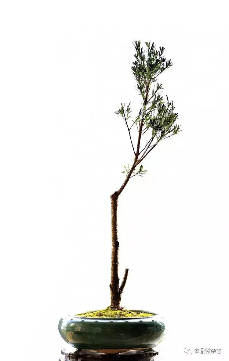 盆景艺术欣赏视频大全,盆景万象盆