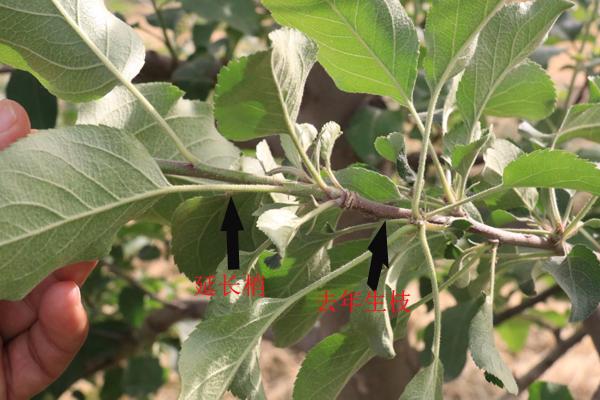 苹果树环切的正确方法,苹果树环切教学