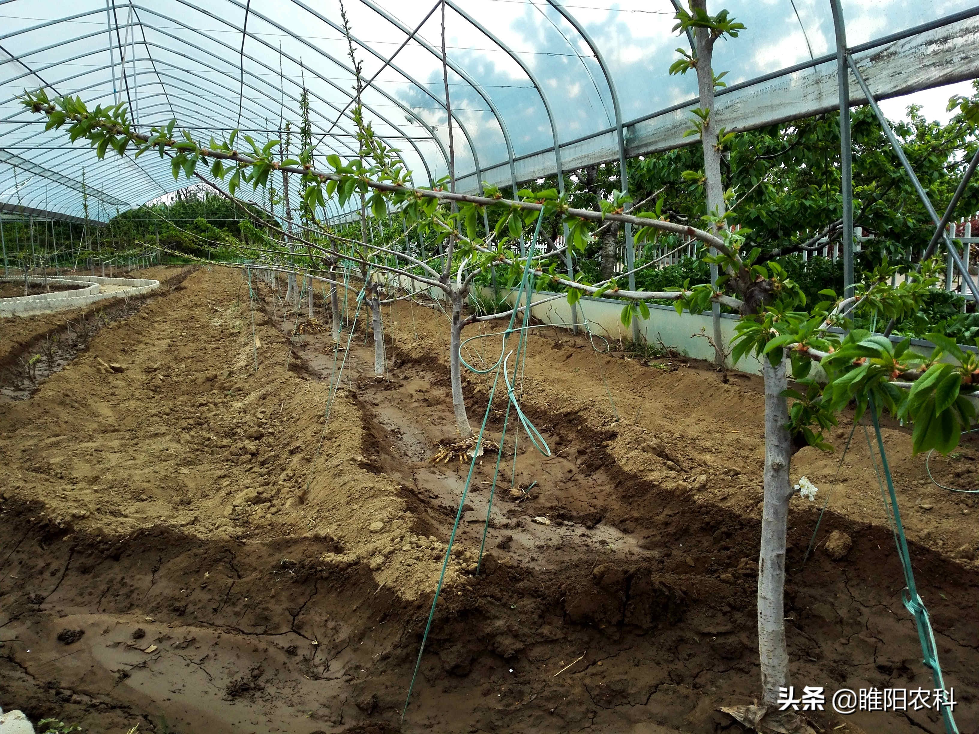 葡萄打药最快的方法,葡萄喷了多菌灵