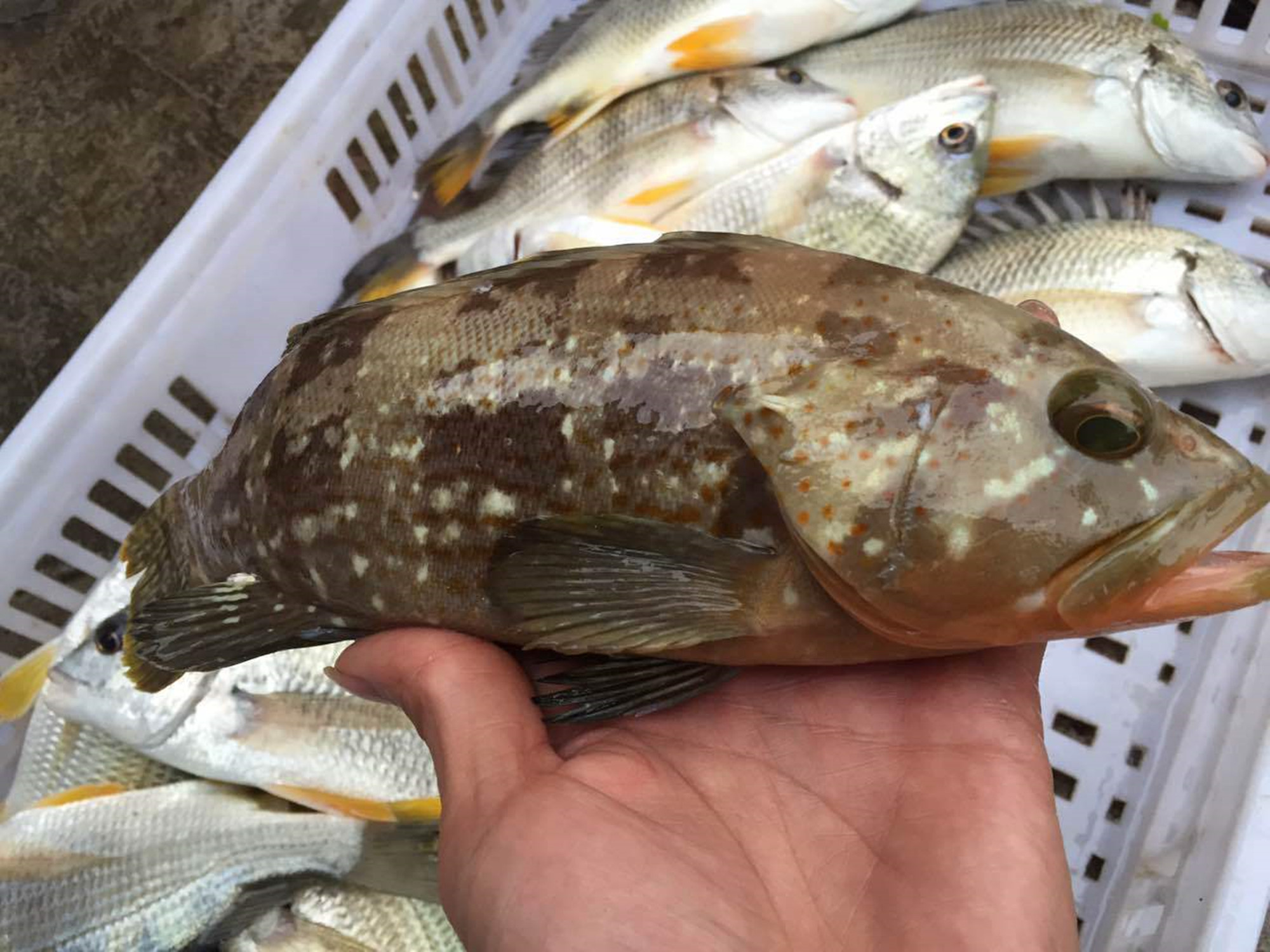 怀孕吃清淡的饮食不孕吐,怀孕期间吃东西不忌嘴有什么后果