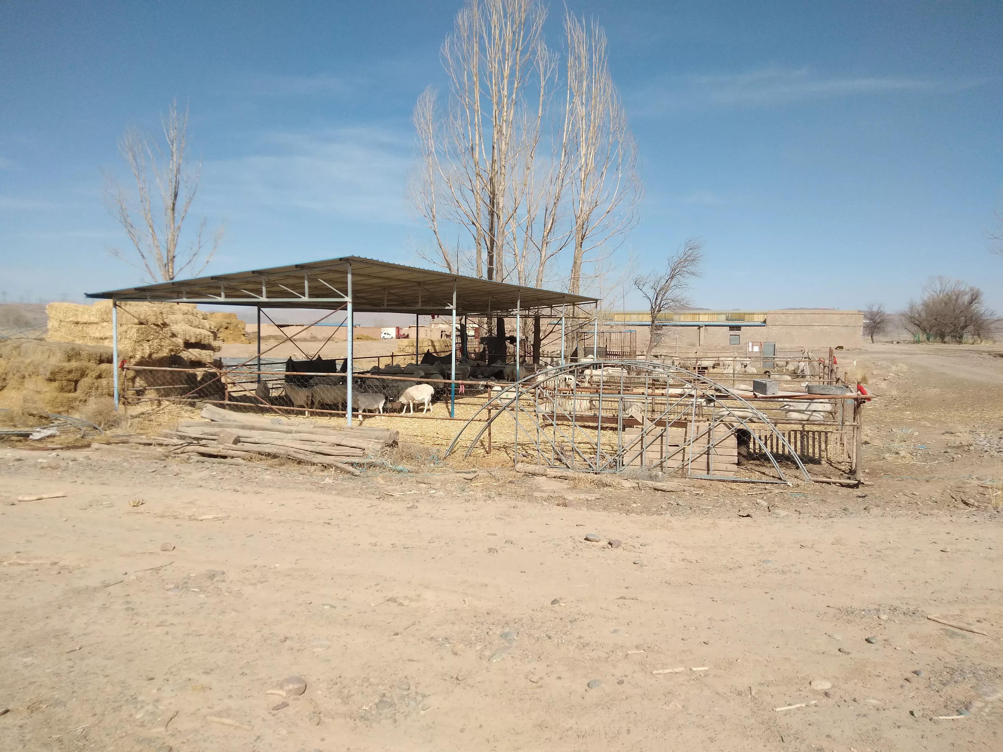 1斤鹿茸4000元,农户却宁愿养羊也不愿养鹿,亲历者讲出实情