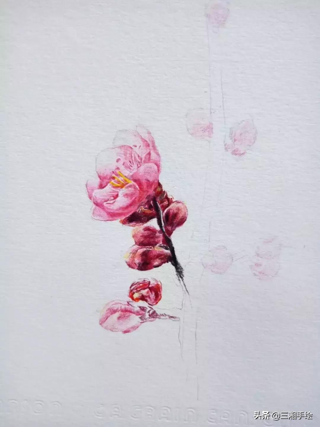 梅花十二和梅花13怎么画,梅花画彩铅