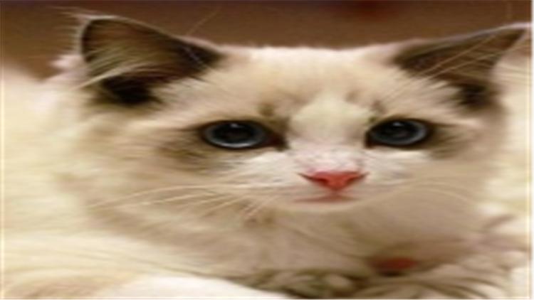 布偶猫怎么看值不值钱,怎么判断布偶猫的价格