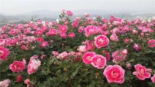 四季风玫瑰图,四季玫瑰造型树