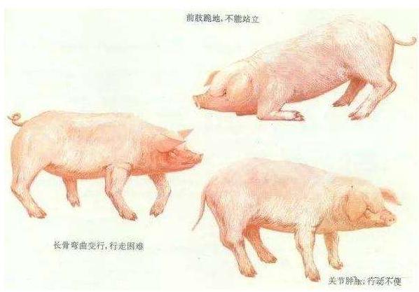 猪无法站立除了链球菌还有以下几种病因，应该如何治疗？