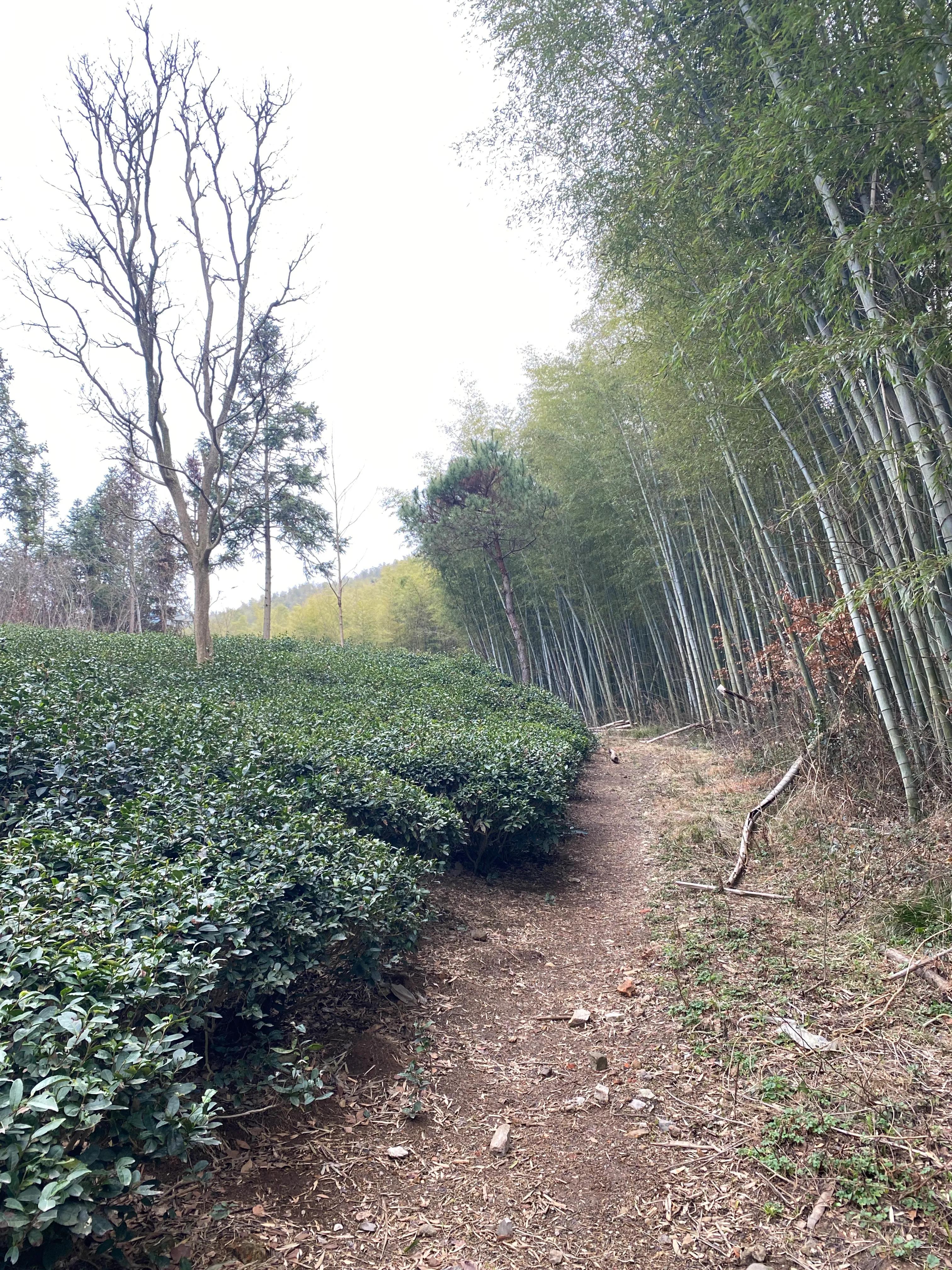 石塘竹海九寨沟,小九寨沟天然氧吧
