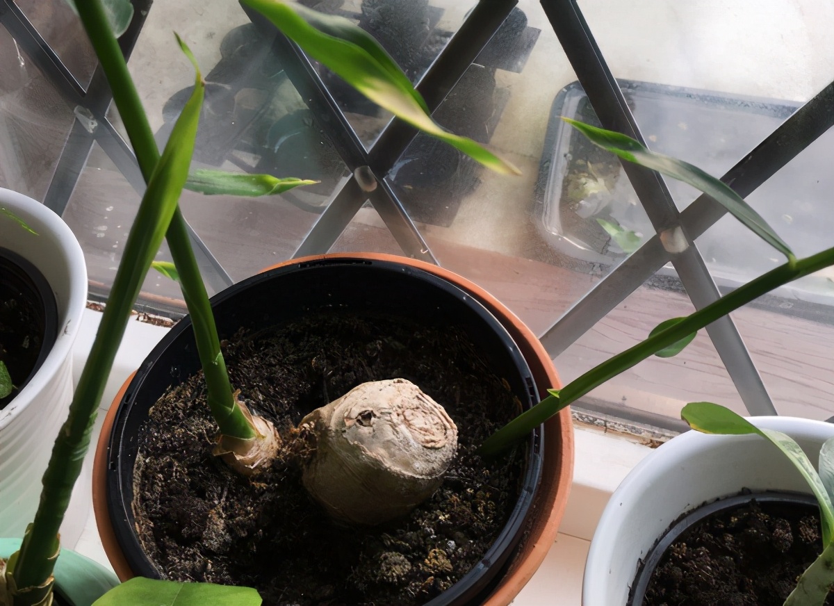 立春种生姜,冬天刚出芽的生姜怎样养护