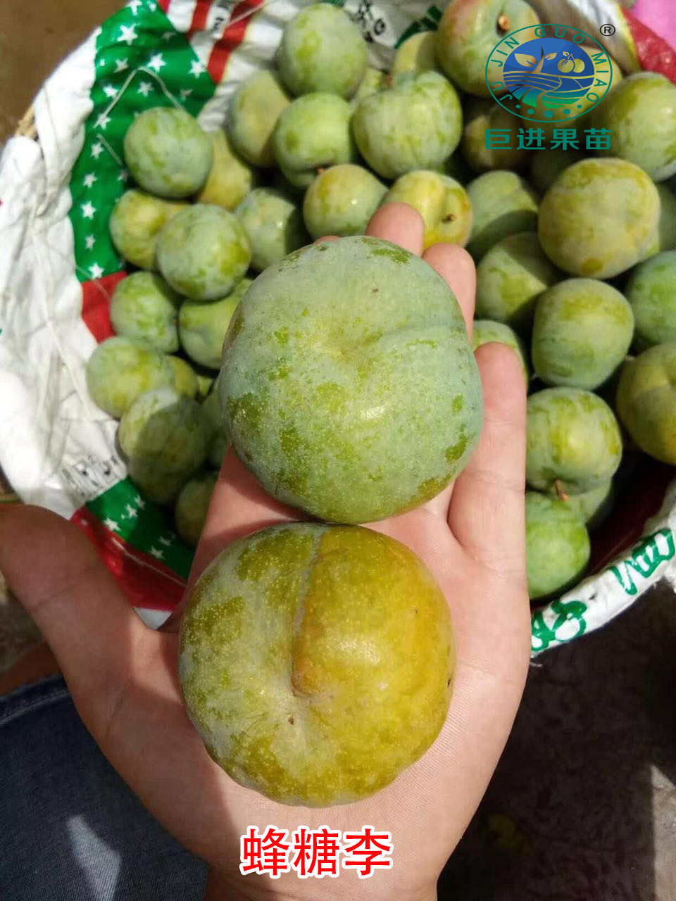 中国最具种植前景水果钙果,四川种植什么水果前景最好