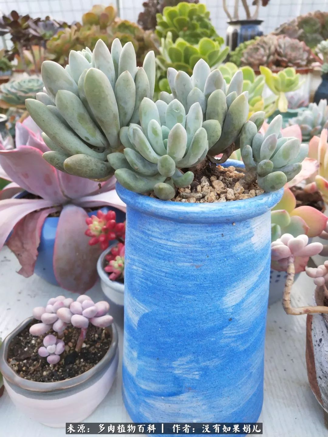 明人不说暗话，我为多肉而来！