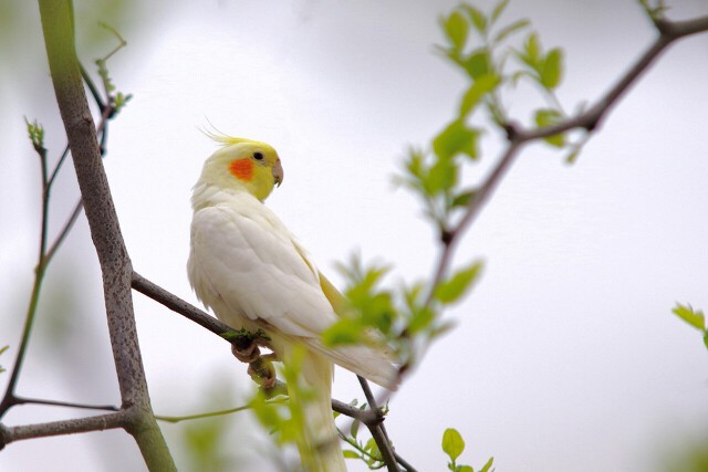 玄凤鹦鹉刚出生怎么辨别品种,玄凤鹦鹉有多少个品种