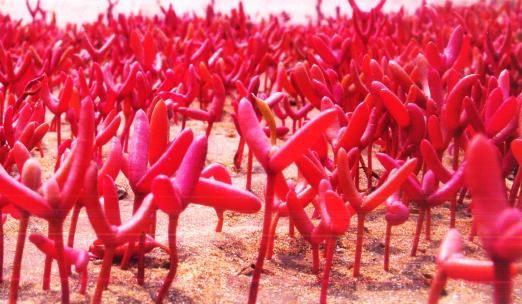 盐地碱蓬为什么会变红,盐地碱蓬是什么